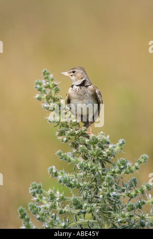 Adulto Calandra Lark appollaiato sul fiore Foto Stock