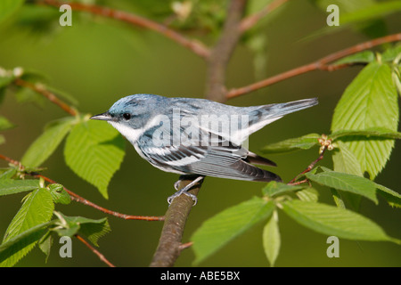 Il Cerulean Trillo appollaiato in faggio Foto Stock