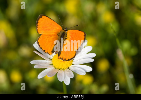 Scarso appoggio di rame su Margherita occhio di bue Foto Stock