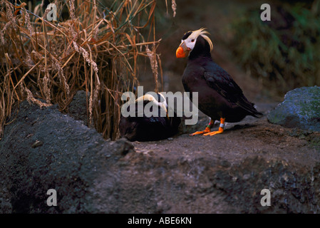 I puffini tufted (Fratercula cirrhata) al 'Point Defiance Zoo e Acquario' Tacoma nello Stato di Washington STATI UNITI D'AMERICA Foto Stock