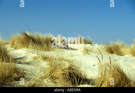 Marram erba che cresce su dune di sabbia in una spiaggia sotto il cielo blu Foto Stock