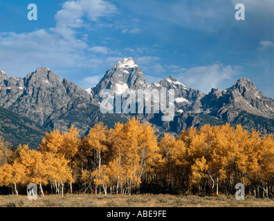 Il Parco Nazionale del Grand Teton in Wyoming durante il colore di autunno stagione mostra aspen alberi e i Teton mountain range Foto Stock