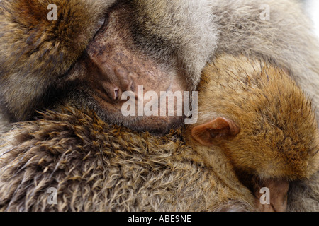 Barberia macachi Foto Stock
