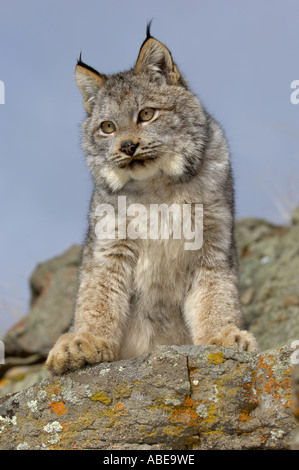 Canadian Lynx Lynx canadensis in piedi sulle rocce USA Foto Stock