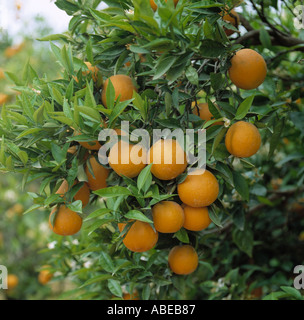 Arance mature Citrus spp sull'albero vicino a Valencia Spagna Spain Foto Stock