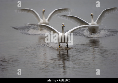 Whooper Swan Cygnus cygnus sbarcano su acqua Martin mera REGNO UNITO Foto Stock