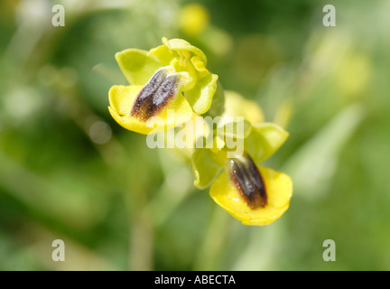 Ophrys giallo orchid Foto Stock