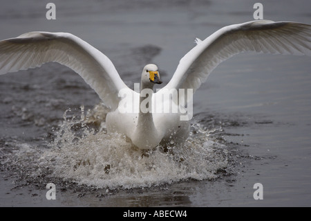 Whooper Swan Cygnus cygnus atterraggio su acqua vicino fino Martin mera REGNO UNITO Foto Stock