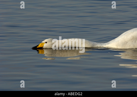 Whooper Swan Cygnus cygnus alimentando ad acqua superficie collo proteso Martin mera REGNO UNITO Foto Stock