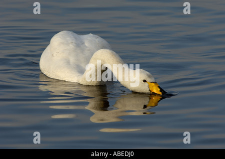 Whooper Swan Cygnus cygnus alimentando ad acqua superficie Martin mera REGNO UNITO Foto Stock