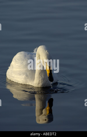 Whooper Swan Cygnus cygnus in acqua con la riflessione Martin mera REGNO UNITO Foto Stock