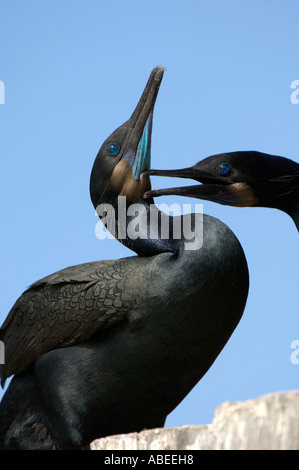 Brandts cormorano Phalacrocorax penicillatus visualizzazione mostra gola blu Monterey USA Foto Stock