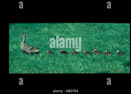 Una madre Mallard Duck camminando sul prato con una linea di giovani dietro di lei (Anas playrhnchos) Foto Stock