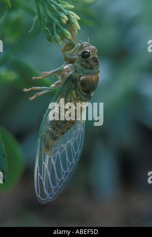 Giorno Doa Harvest fly Foto Stock
