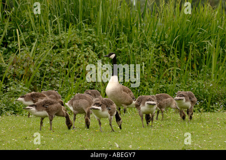 Canada Goose Branta canadensis e goslings REGNO UNITO Foto Stock