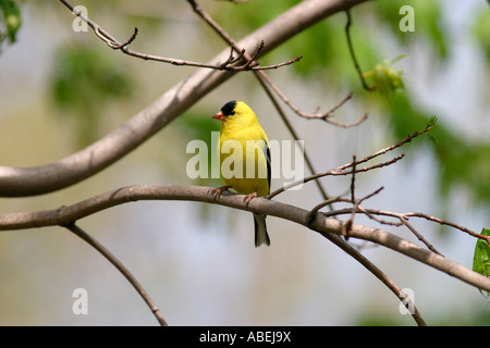 American Cardellino appollaiato sul ramo Foto Stock