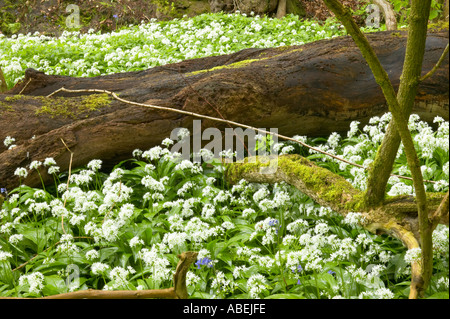 Antico legno di quercia con Ramsons nella primavera del legno Aughton fiume Lune Lancashire Foto Stock