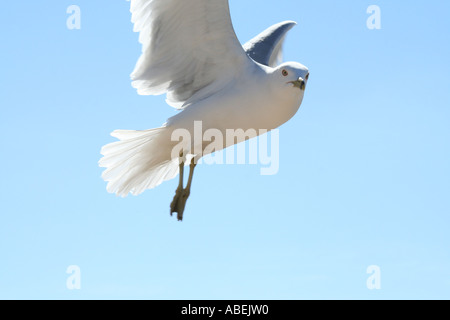 Gull provenienti per lo sbarco Foto Stock