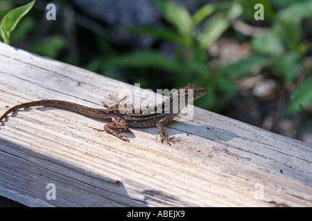 Brown Gecko che prende il sole sul recinto di legno nell'habitat naturale Foto Stock