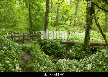 Il percorso attraverso le antiche in legno di quercia con Ramsons nella primavera del legno Aughton fiume Lune Lancashire Foto Stock