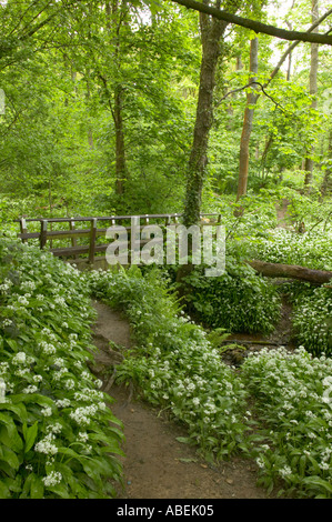 Il percorso attraverso le antiche in legno di quercia con Ramsons nella primavera del legno Aughton fiume Lune Lancashire Foto Stock