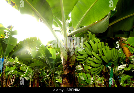 Mazzetto di Fairtrade banana crescente nelle isole Windward nei Caraibi Foto Stock