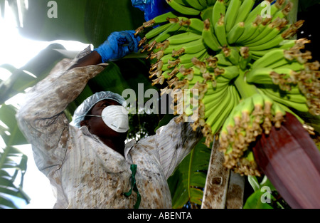 Fairtrade banana agricoltore Maria Porter banane di prelievo Foto Stock