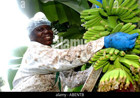 Fairtrade banana agricoltore Maria Porter banane di prelievo Foto Stock