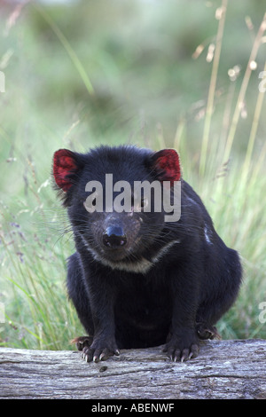 Diavolo della Tasmania, sarcophilus harrisi seduto su un log in Cradle Mountain National Park Foto Stock