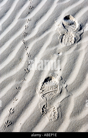 Tracce di uccelli e piede umano printsin le dune a Monahans Sandhills parco dello stato ad ovest del Texas Foto Stock