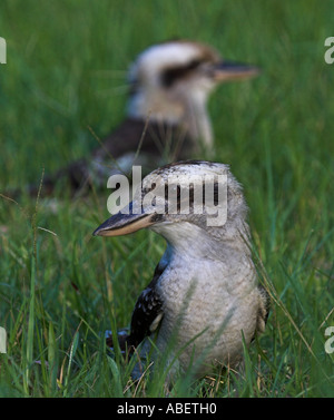 Ridendo kookaburras dacelo novaeguineae sul terreno Foto Stock