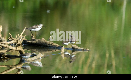 Tre Greenshanks (Tringa nebularia) e un Redshank (Tringa totanus) su rametti di marcio in un lago di acqua dolce Foto Stock