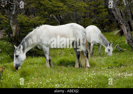 Cavalli nei pressi di El Chalten, parco nazionale Los Glaciares, Sud Andino Patagonia, Santa Cruz, Argentina Foto Stock