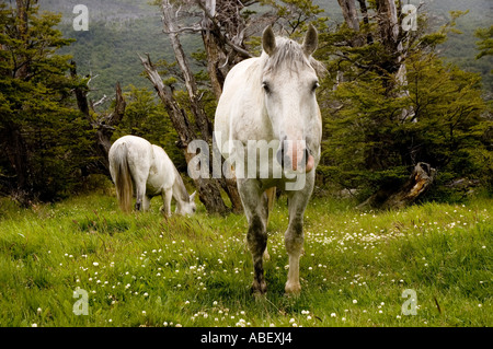 Cavalli nei pressi di El Chalten, parco nazionale Los Glaciares, Sud Andino Patagonia, Santa Cruz, Argentina Foto Stock