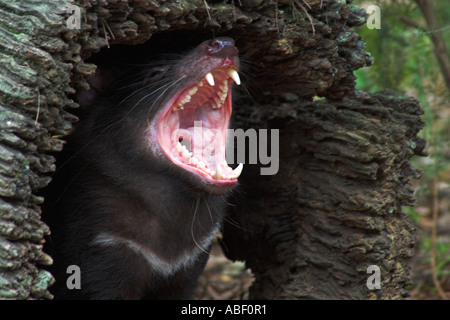Diavolo della Tasmania sarcophilus laniarius harrisi Foto Stock