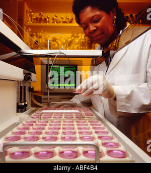- Laboratorio di genetica medica, Amniocentesis la raccolta delle cellule per il cromosoma analisi / STATI UNITI D'AMERICA. Foto Stock