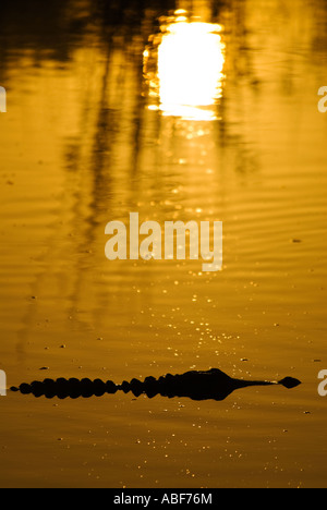 Il coccodrillo americano scivola passato Rising Sun su stagno Everglades National Park, Florida Foto Stock