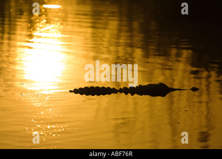 Il coccodrillo americano scivola passato Rising Sun su stagno Everglades National Park, Florida Foto Stock