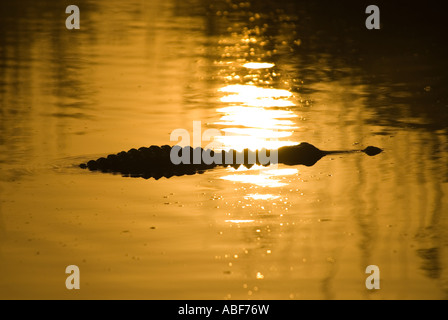 Il coccodrillo americano scivola passato Rising Sun su stagno Everglades National Park, Florida Foto Stock