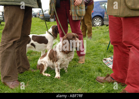 Springer épagneuls e corde di rosso a livello nazionale caccia da punto a punto evento. Foto Stock