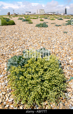 Dungeness e cavolo riccio di mare Foto Stock