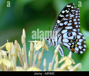 Lime per adulti a farfalla per succhiare il nettare da crema Ixora flower Foto Stock