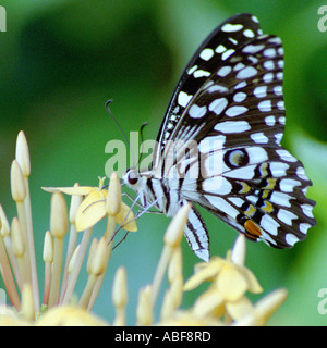 Lime per adulti a farfalla per succhiare il nettare da crema Ixora flower Foto Stock