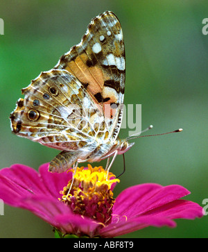 Indian Red Admiral butterfly Vanessa indiche pholoe Nymphalidae adulto succhiare il nettare da un rosso Zinnia fiore Foto Stock