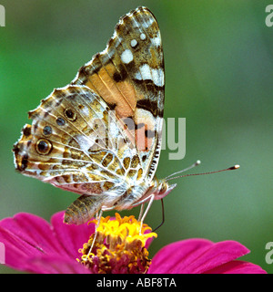 Indian Red Admiral butterfly Vanessa indiche pholoe Nymphalidae adulto succhiare il nettare da un rosso Zinnia fiore Foto Stock