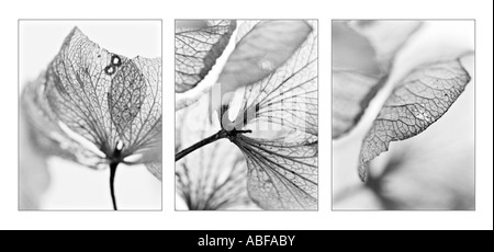 Posizione orizzontale in bianco e nero trittico composizione dei morti i fiori delle ortensie Foto Stock