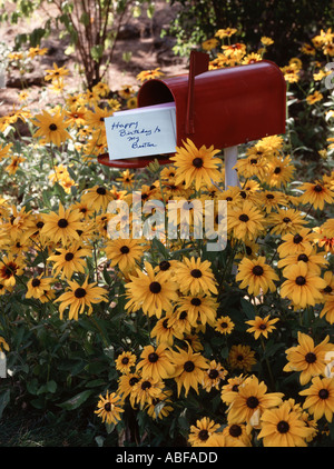 Rossa verticale contenente la cassetta postale Buon compleanno di mio fratello card circondato da Black Eyed Susan fiori Foto Stock