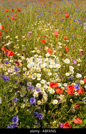 Inglese estate prato di fiori selvaggi Foto Stock