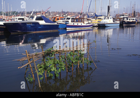 Whitby Penny Hedge o Horngarth Yorkshire evento annuale la mattina dell'Ascensione Eve, costruito nel porto sul fiume Esk, Whitby 1990s UK HOMER SYKES Foto Stock