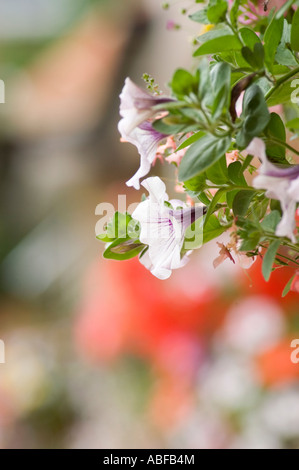 Nei cestini appesi in un pub giardino sul retro Foto Stock